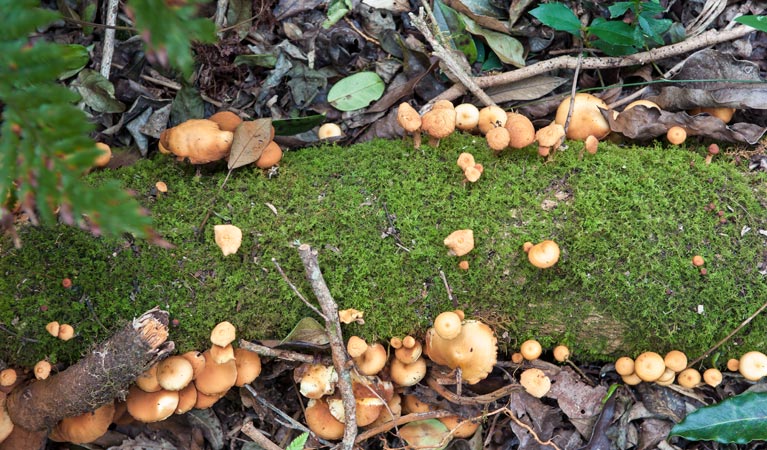 Rainforest walking track, Robertson Nature Reserve. Photo: Michael van Ewijk &copy; OEH