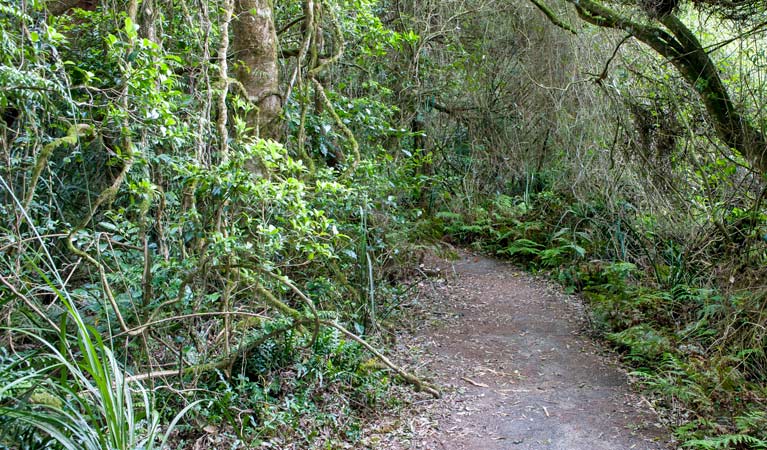 Rainforest walking track, Robertson Nature Reserve. Photo: Michael van Ewijk &copy; OEH