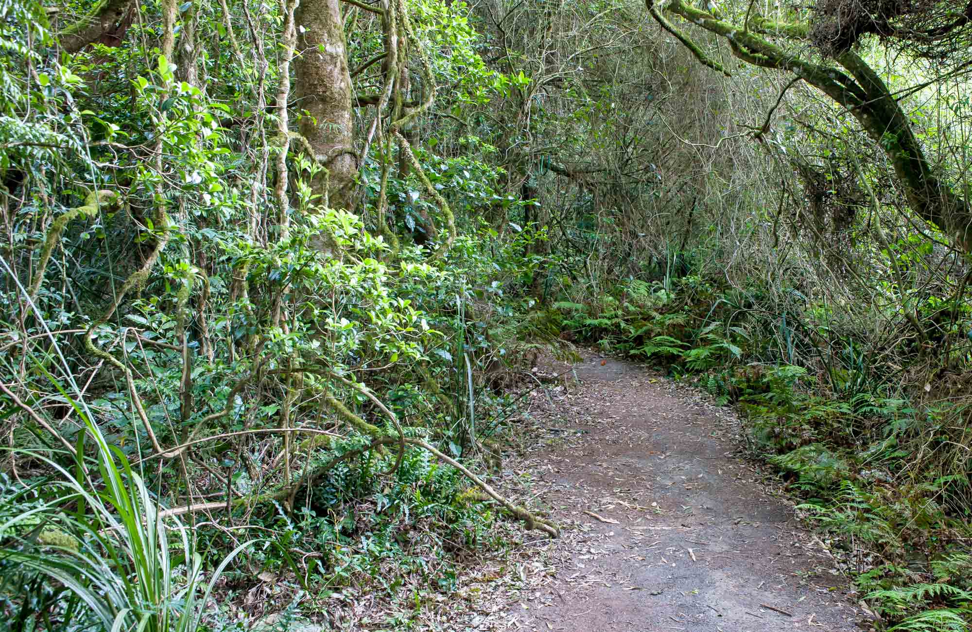 Rainforest walking track, Robertson Nature Reserve. Photo: Michael van Ewijk