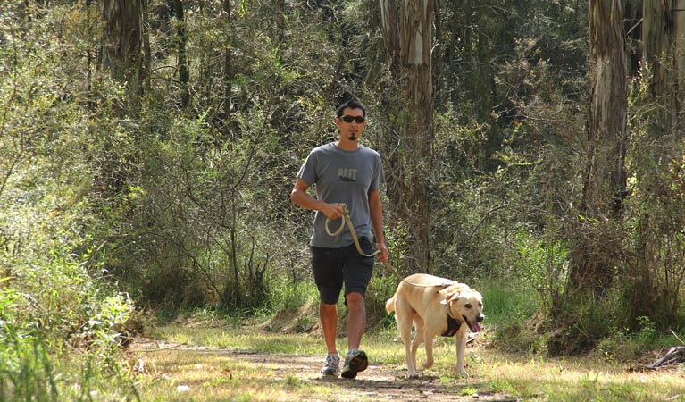 Man walking a dog in Rouse Hill Regional Park. Photo: John Yurasek &copy; OEH