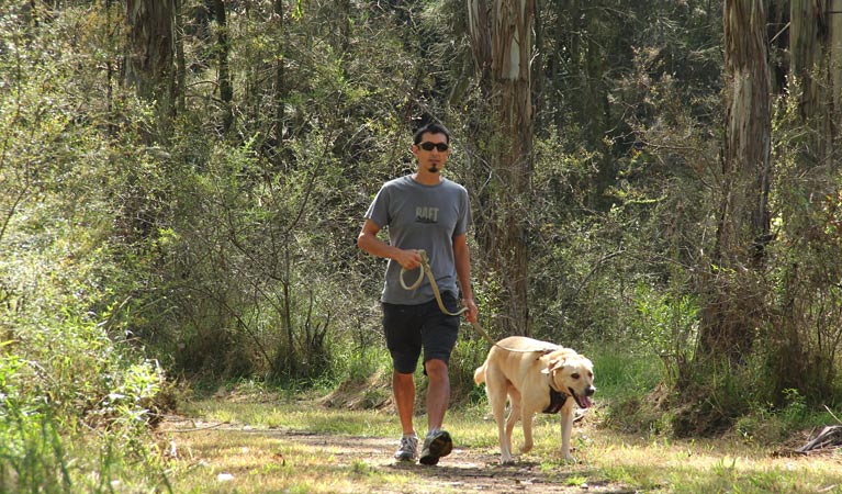 Man walking a dog in Rouse Hill Regional Park. Photo: John Yurasek &copy; OEH