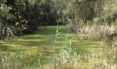 Second Ponds Creek walk, Rouse Hill Regional Park. Photo John Yurasek &copy; OEH