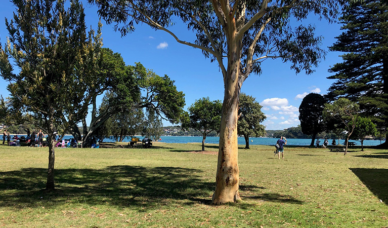 Families picnicking under the trees at Bonnie Vale picnic area. Photo: OEH/Natasha Webb