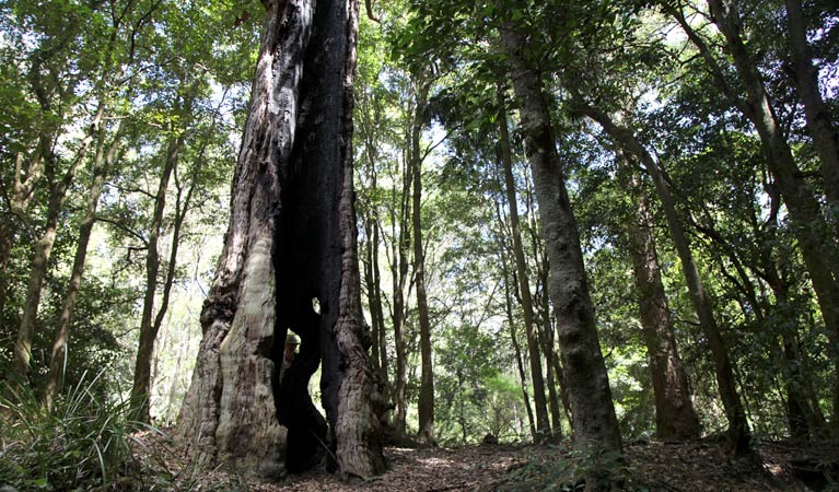 Couranga Track, Royal National Park. Photo &copy; Andy Richards