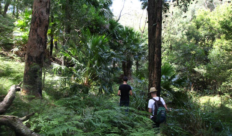 Couranga Track, Royal National Park. Photo &copy; Andy Richards