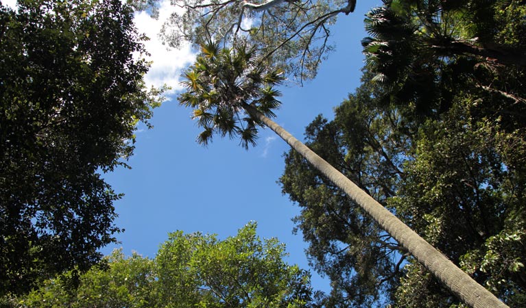 Couranga Track, Royal National Park. Photo &copy; Andy Richards