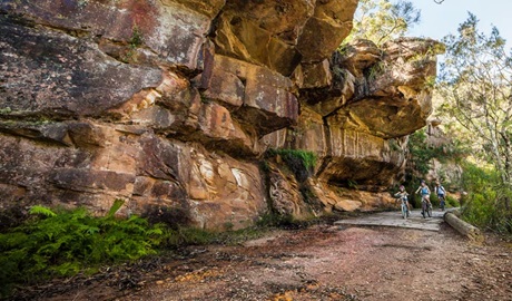 Lady Carrington Drive, Royal National Park. Photo: David Finnegan/NSW Government