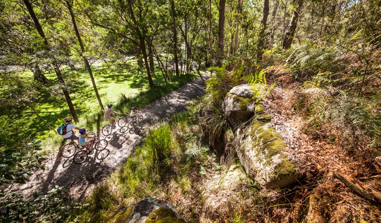 Lady Carrington Drive, Royal National Park. Photo: David Finnegan/NSW Government