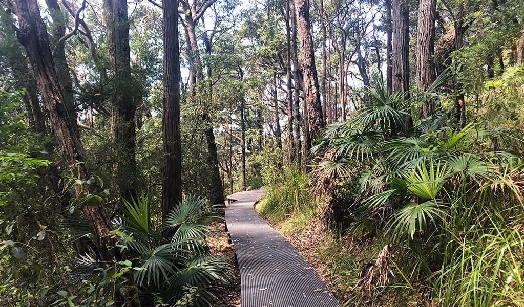 Raised boardwalk track surrounded by palms and tall forest. Photo: Natasha Webb