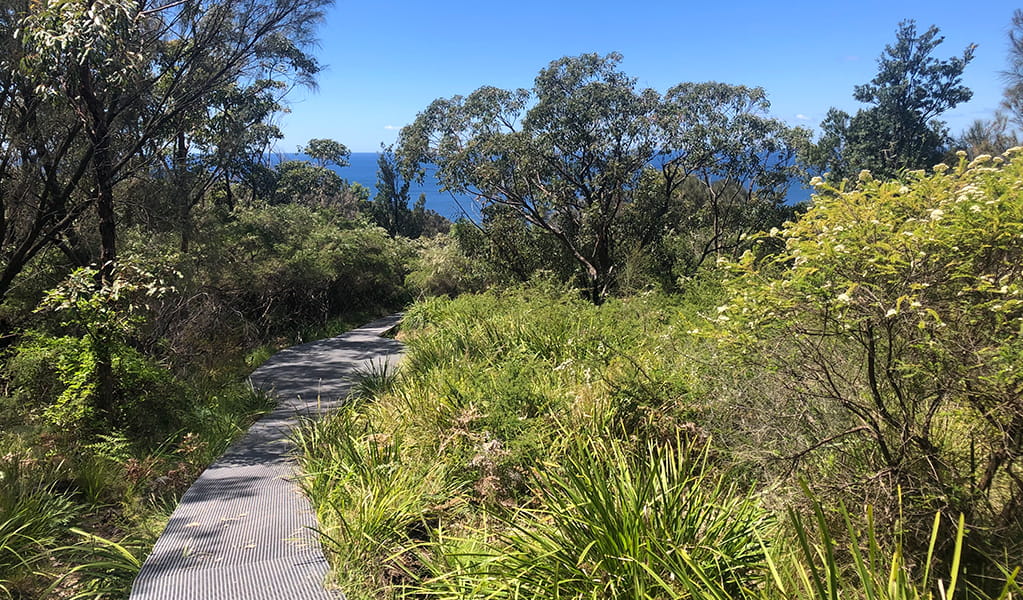Raised walking track surrounded by coastal heath bushes with views out to the ocean. Photo: Natasha Webb