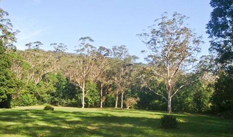 Red Cedar Flat picnic area, Royal National Park. Photo: Andy Richards/NSW Government