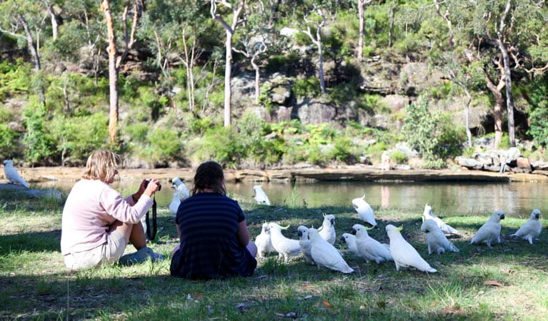 Reids Flat picnic area, Royal National Park. Photo: Andy Richards/NSW Government