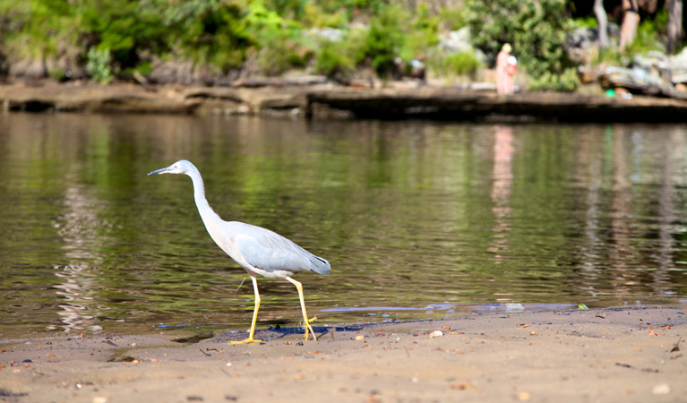 Reids Flat picnic area, Royal National Park. Photo: Andy Richards/NSW Government