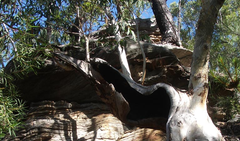 Uloola Falls campground rockface, Royal National Park. Photo: Andy Richards/NSW Government