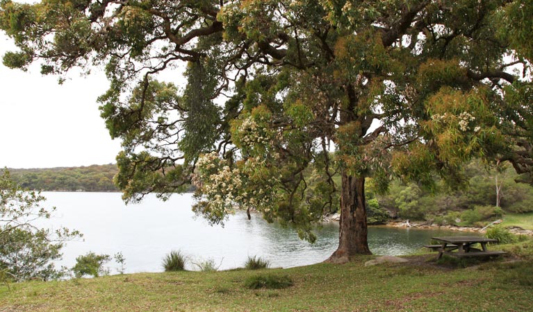 Warumbul picnic area, Royal National Park. Photo: Andy Richards/NSW Government