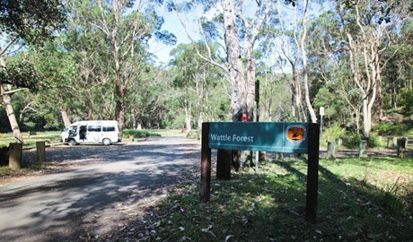 Wattle Forest picnic area, Royal National Park. Photo: Andy Richards/NSW Government