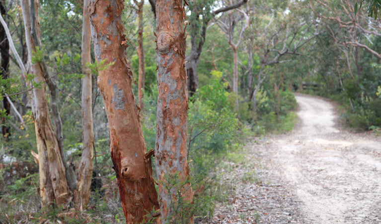 Bungoona path, Royal National Park. Photo &copy; Andy Richards