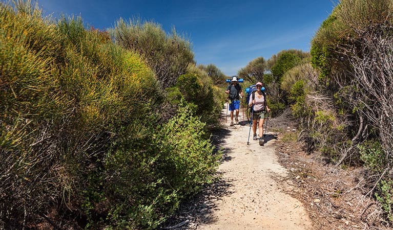 Curra Moors loop track, Royal National Park. Photo: David Finnegan &copy; OEH