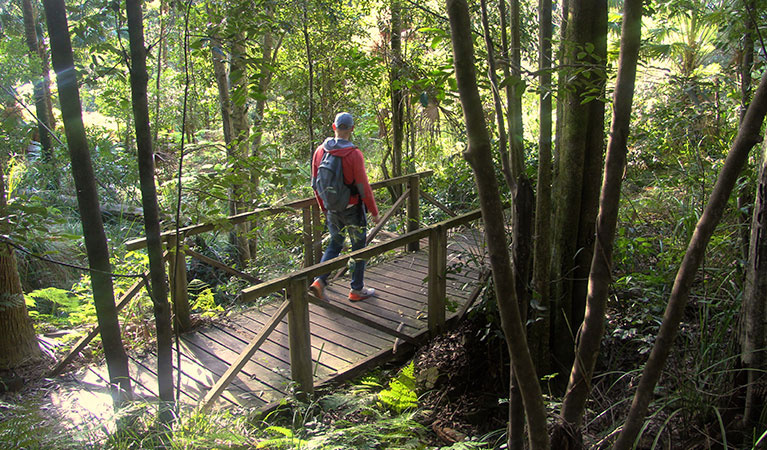 Bridge over creek on Forest path in Royal National Park. Photo: Natasha Webb