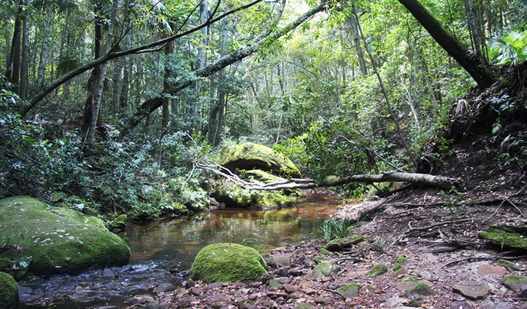 Moss-covered rocks in the rainforest surrounds of Bola Creek. Photo &copy; Natasha Webb