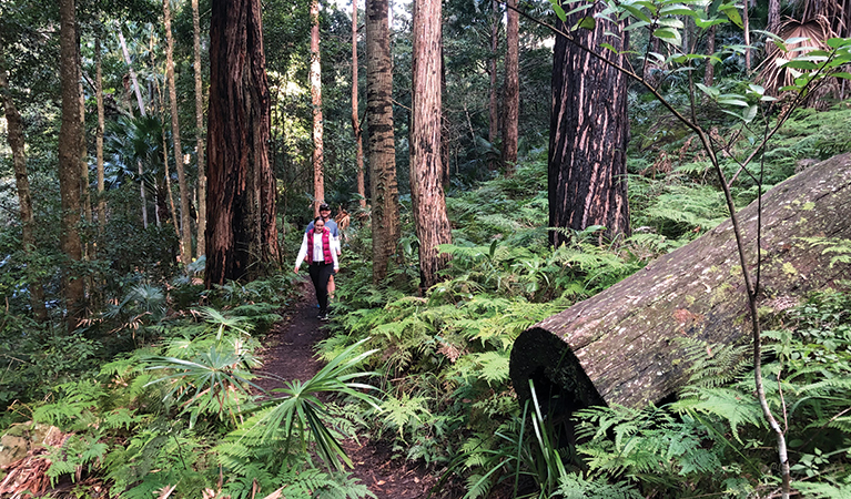 Walkers strolling along a path through tall forest and a thick, green carpet of ferns on Forest Path. Photo: Natasha Webb