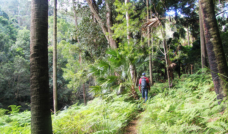 Kids love trekking among the ferns on Forest path walking track. Photo: Natasha Webb