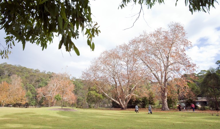 A wide shot of Ironbark Flat picnic area in Royal National Park with trees and people in the distance. Photo: Nick Cubbin &copy; OEH