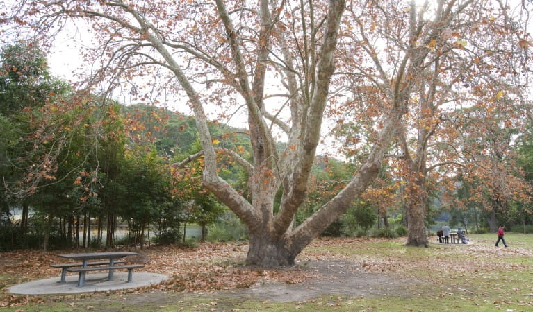 A picnic table under a large tree at Ironbark Flat picnic area in Royal National Park. Photo: Nick Cubbin &copy; OEH