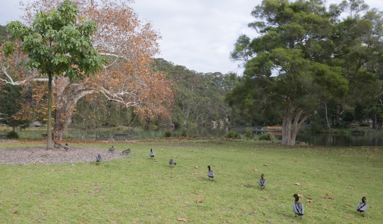 A row of ducks at Ironbark Flat picnic area in Royal National Park. Photo: Nick Cubbin &copy; OEH