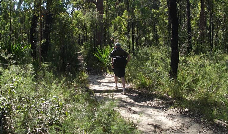 Bushwalker on the Karloo walking track. Photo: Andy Richards