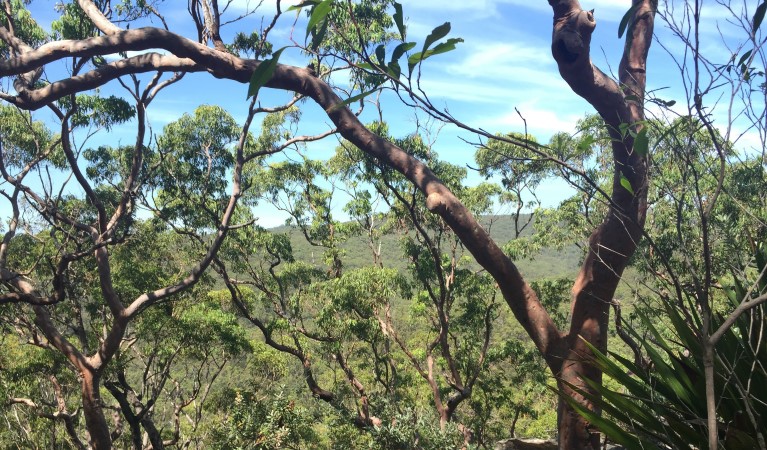 View through trees along Karloo walking track in Royal National Park. Photo: Natasha Webb &copy; OEH and photographer