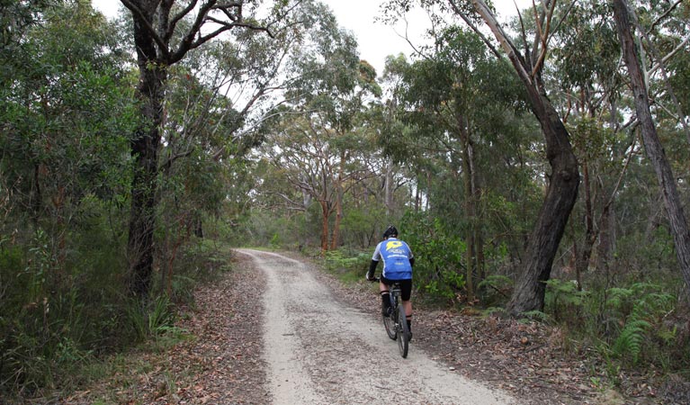 Loftus Loop Trail, Royal National Park. Photo: Andy Richards