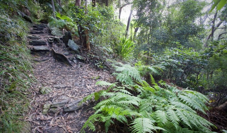 A track with steps meandering through palms along Palm Jungle loop track in Royal National Park. Photo: Nick Cubbin &copy; OEH