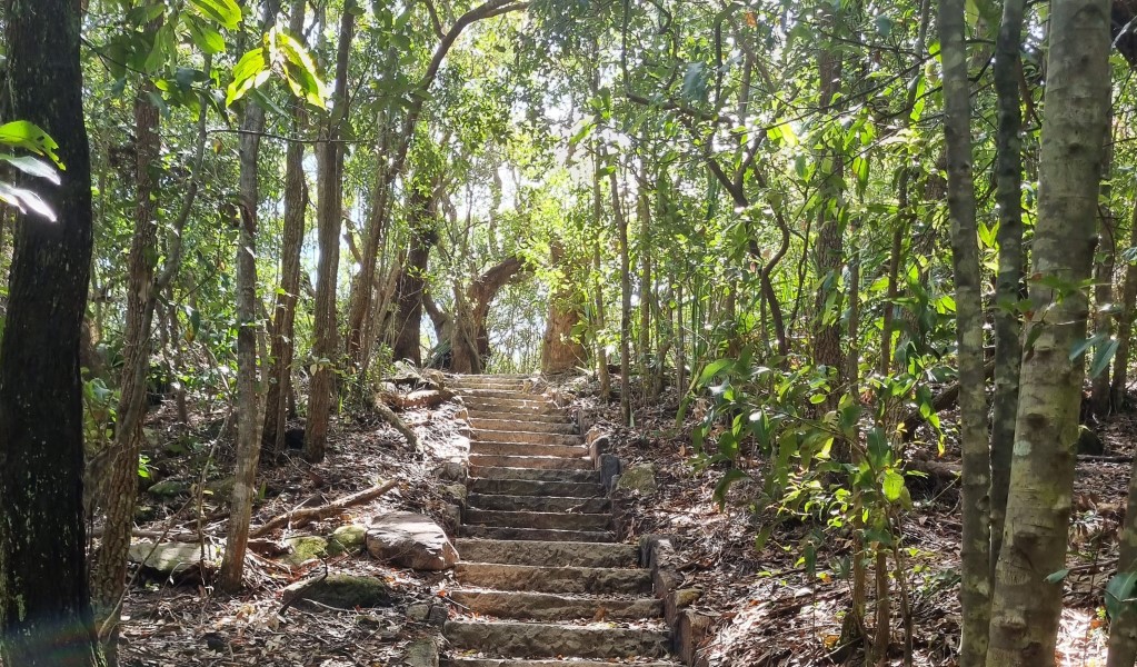 A track with steps meandering through palms along Palm Jungle loop track in Royal National Park. Photo: Nick Cubbin &copy; OEH