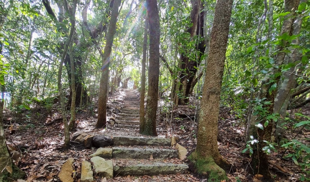 A track with steps meandering through palms along Palm Jungle loop track in Royal National Park. Photo: Nick Cubbin &copy; OEH