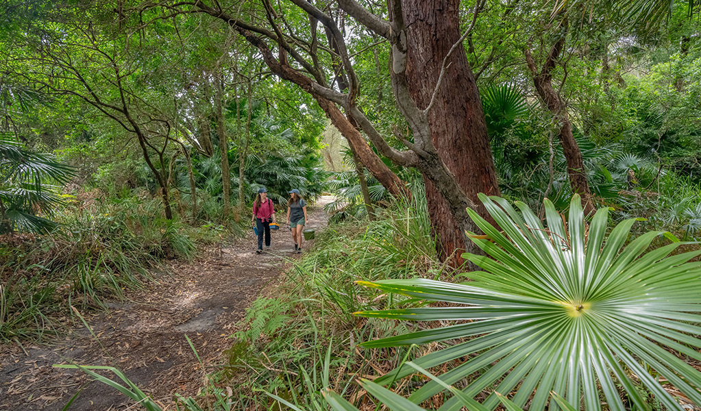 Two people walking along The Coast track near Bonnie Vale campground in Royal National Park. Credit: John Spencer © DCCEEW