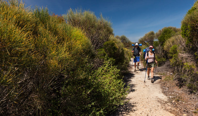 The Coast track, Royal National Park. Photo: David Finnegan &copy; OEH