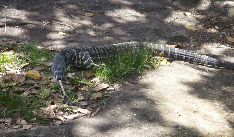 Goanna, Wattamolla picnic area, Royal National Park. Photo: Andy Richards/OEH