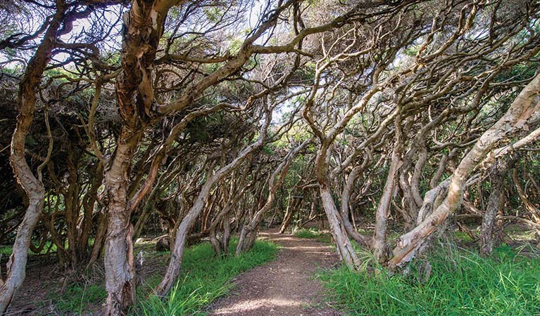 Headland walk in Saltwater National Park. Photo: John Spencer &copy; OEH