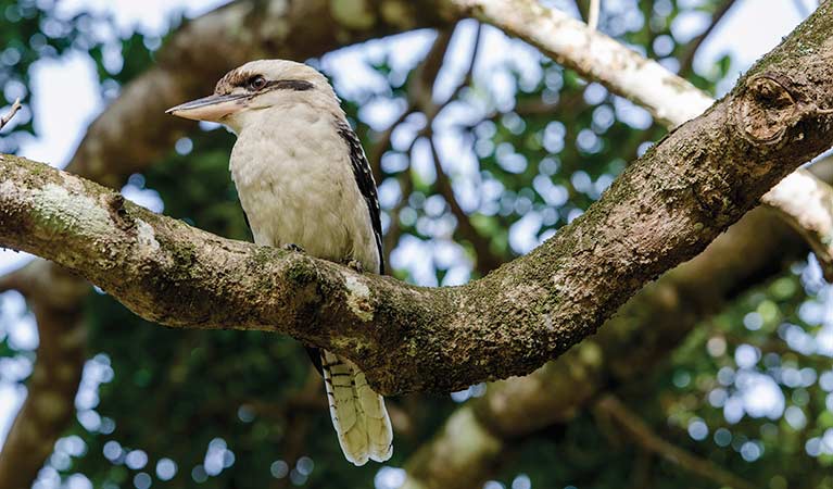 Kookaburra perched on a tree in Saltwater National Park. Photo: John Spencer/OEH