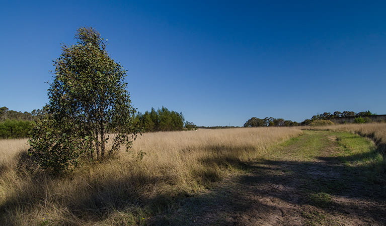 Scheyville National Park, Horseriding trails. Photo: John Spencer/NSW Government