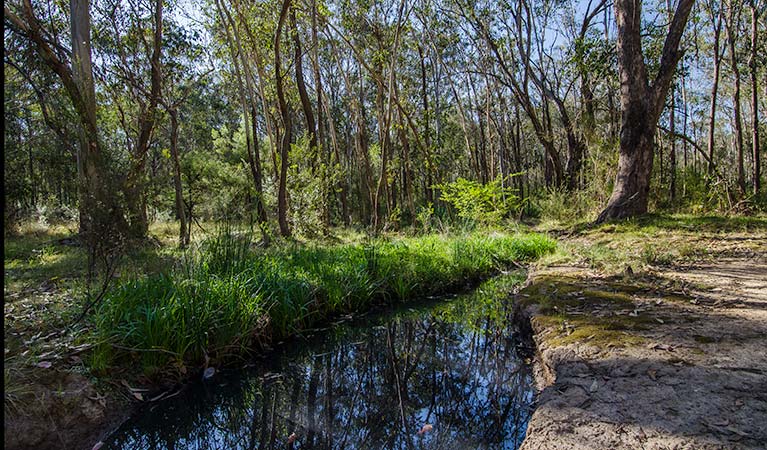 Scheyville National Park, Horseriding trails. Photo: John Spencer/NSW Government