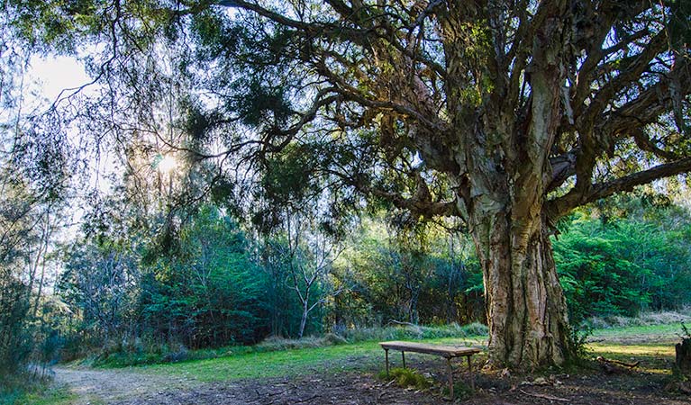 Longneck Lagoon walking track. Photo: John Spencer