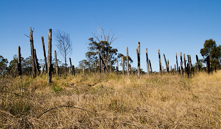 Migrant Heritage walk, Scheyville National Park. Photo: John Spencer &copy; OEH