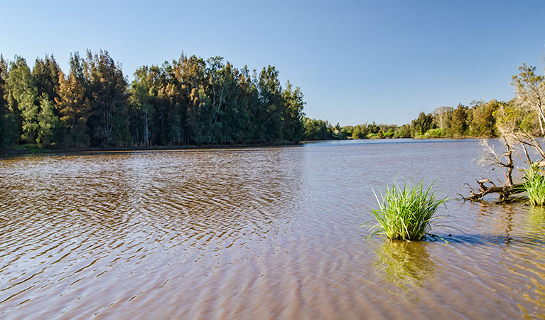 Longneck Lagoon walking track. Photo: John Spencer &copy; DPIE