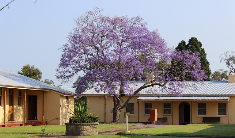 Scheyville office with Jacaranda tree. Photo Cathy Millard