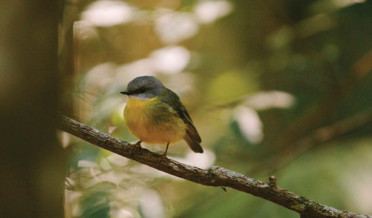 Eastern yellow robin, Sea Acres National Park. Photo: David Finnegan &copy; DPIE