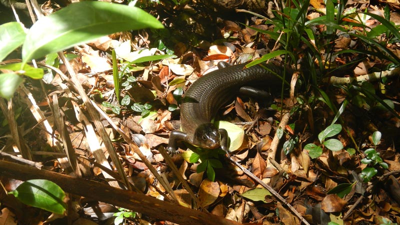 Lizard. Photo: Debby McGerty