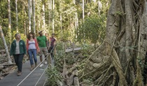 Visitors and ranger examine strangler vine, along Sea Acres Rainforest boardwalk. Photo: John Spencer &copy; OEH