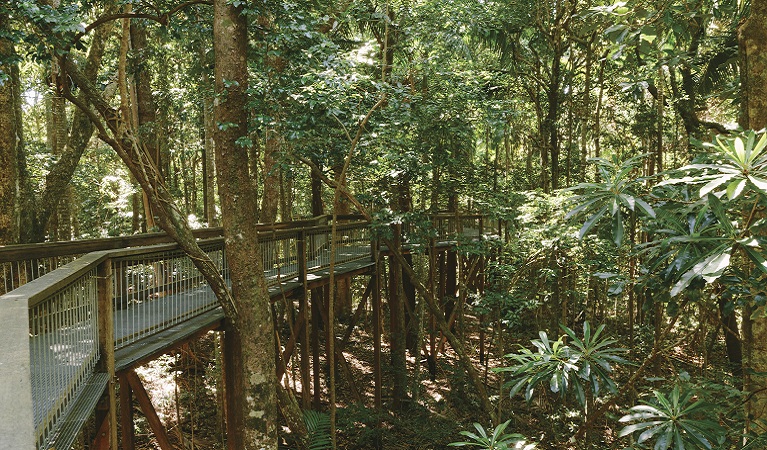 View from Sea Acres Rainforest boardwalk, Sea Acres National Park. Photo: David Finnegan &copy; OEH